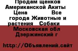 Продам щенков Американской Акиты › Цена ­ 25 000 - Все города Животные и растения » Собаки   . Московская обл.,Дзержинский г.